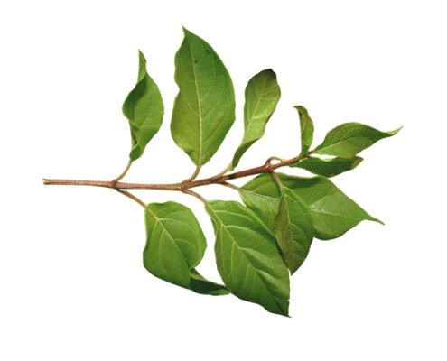 plantas