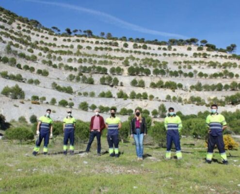 Poda-de-realce-en-los-pinos-de-la-cantera-de-Los-Arenales