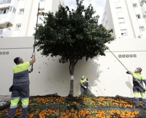 Retiran-6.000-toneladas-de-naranjas-para-hacer-compost