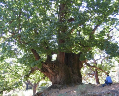 el-castaño-santo-mas-cerca-de-ser-monumento-natural