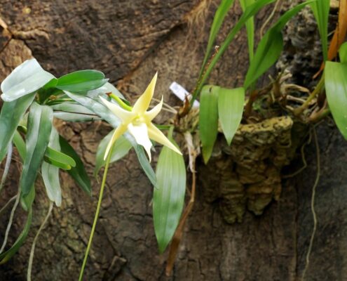 florece-una-especie-unica-en-el-orquidario