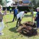 Soroptimist-planta-árboles-en-La-Noria