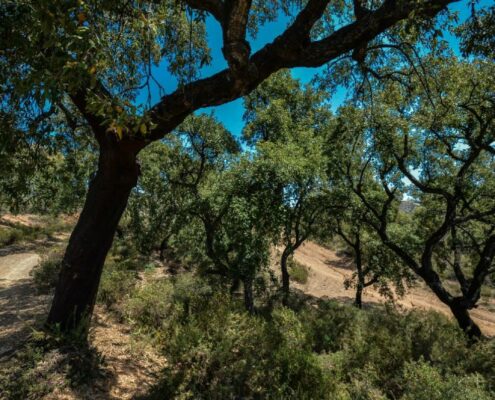 Concurso-de-fotografía-del-Día-del-Medio-Ambiente