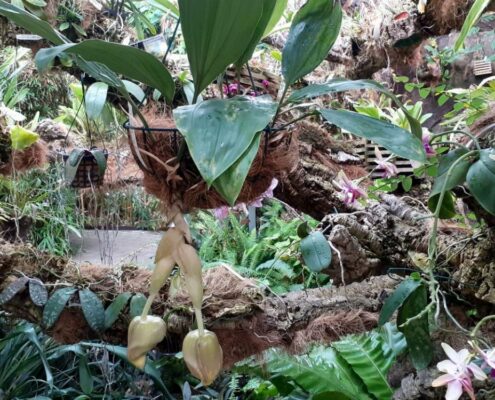 Primera-floración-de-una-orquídea-mexicana