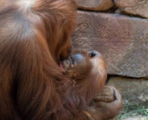 Nace-un-orangután-en-Bioparc-Fuengirola