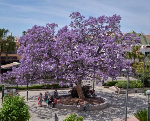 plan-gestor-de-arbolado-en-benalmadena