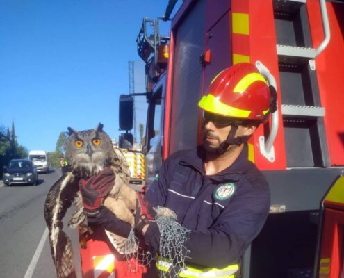 Bomberos-rescatan-a-un-búho-de-una-red-de-protección