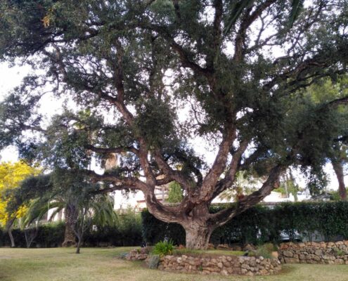 arboles-singulares-patrimonio-natural-de-mijas