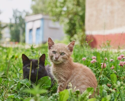 casares-vela-por-las-colonias-de-felinos