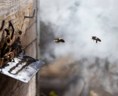 Abejas-para-recuperar-Sierra-Bermeja