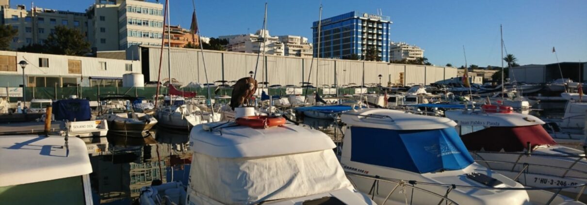 rescatan-a-un-buitre-leonado-en-el-puerto-de-la-bajadilla