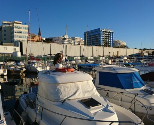 rescatan-a-un-buitre-leonado-en-el-puerto-de-la-bajadilla