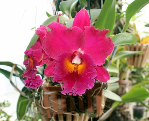 Floración-de-más-de-30-nuevas-especies-en-el-Orquidario