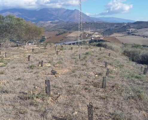 un-ano-de-la-reforestacion-de-el-calvario