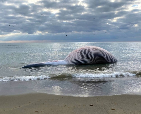 La-ballena-pudo-morir-por-ingerir-plásticos