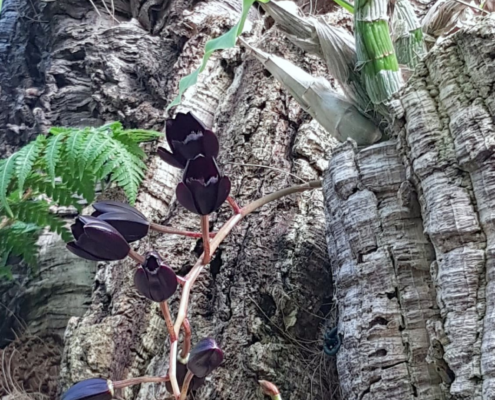 Ejemplar-negro-en-el-Orquidario