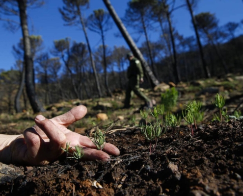 Brotes-verdes-en-Sierra-Bermeja