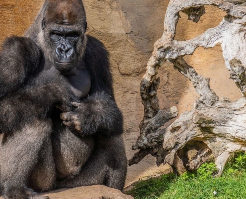 Bioparc-celebra-el-dia-internacional-de-la-tierra