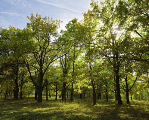 Plantación-en-el-parque-Albaytar