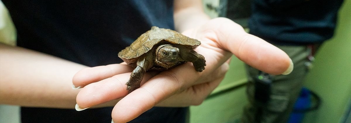 nacimiento-de-tortugas-en-bioparc