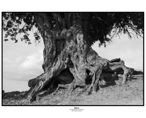 Premios-del-concurso-fotográfico-de-árboles