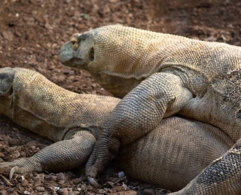 El-dragón-de-Komodo-pone-huevos