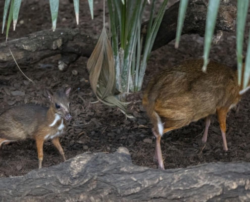 nace-un-ciervo-raton-en-bioparc-fuengirola