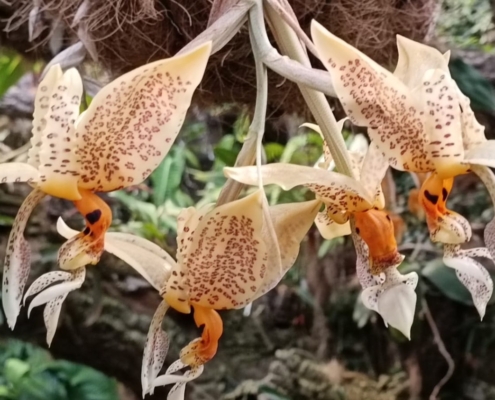 orquidea-con-fragancia-a-chocolate-blanco